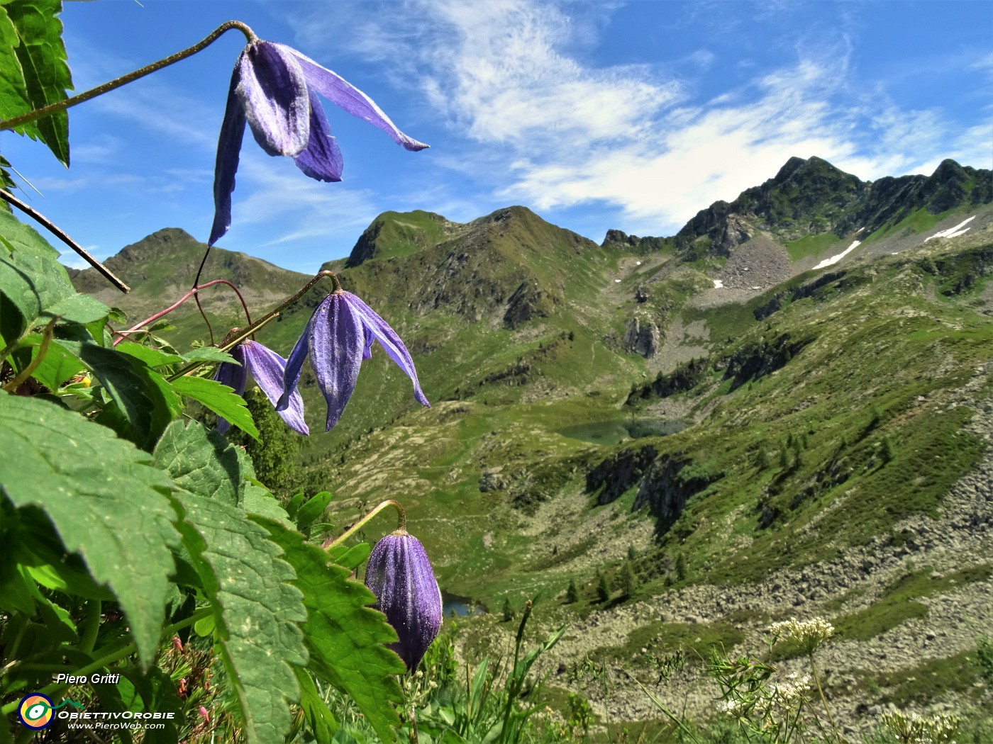 33 Clematide alpina (Clematis alpina) con vista verso Cima Cadelle a dx.JPG